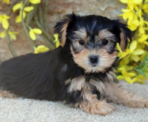 A small Yorkie puppy with a fluffy black and tan coat lies on a light carpet in front of a stone wall, surrounded by bright yellow flowers.