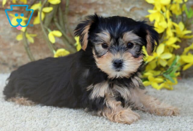 A small Yorkie puppy with a fluffy black and tan coat lies on a light carpet in front of a stone wall, surrounded by bright yellow flowers. image