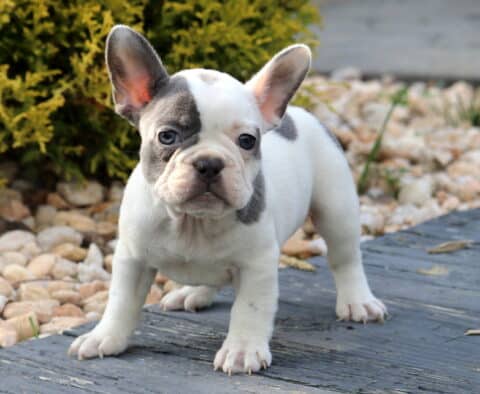White French Bulldog puppy with gray patches and large upright ears, standing alert on a wooden deck with a stone-covered yard and shrubs in the background.