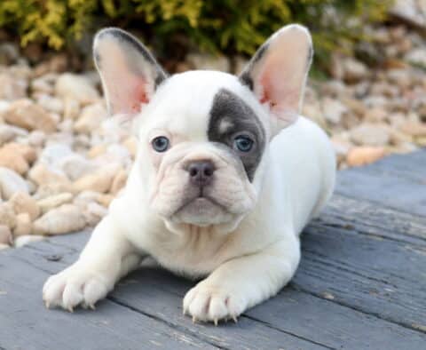 Adorable French Bulldog puppy with white fur and a distinctive patch over one ye, lying on a wooden deck next to light-colored stones.
