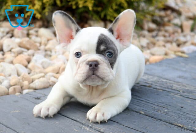 Adorable French Bulldog puppy with white fur and a distinctive patch over one ye, lying on a wooden deck next to light-colored stones. image