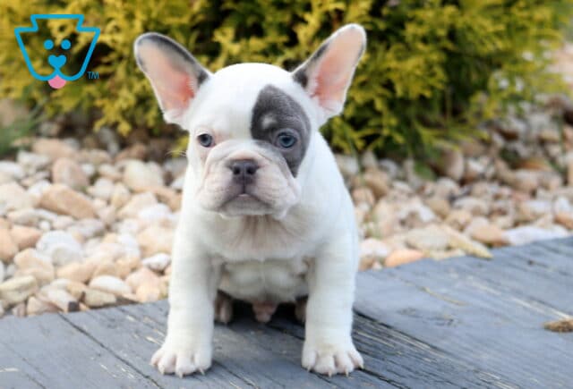 Curious French Bulldog puppy with a spot over its left eye, sitting upright on a wooden deck surrounded by decorative stones and greenery. image