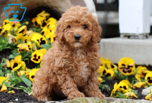 Violet Cavapoo image