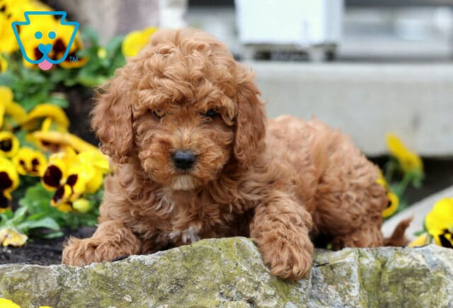 Violet Cavapoo2 image