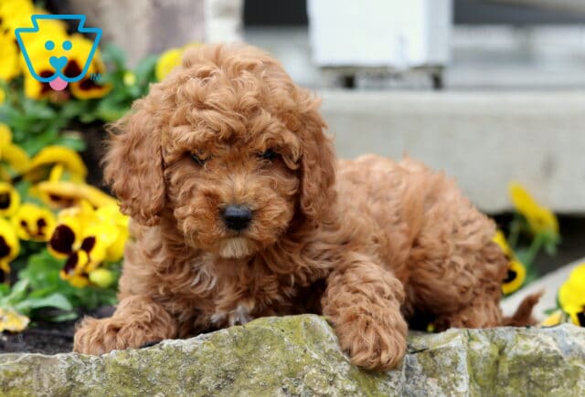 Violet Cavapoo3 image