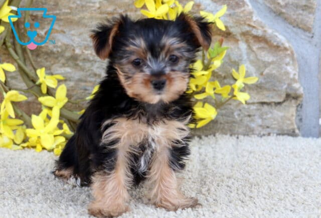 Zella Yorkie image