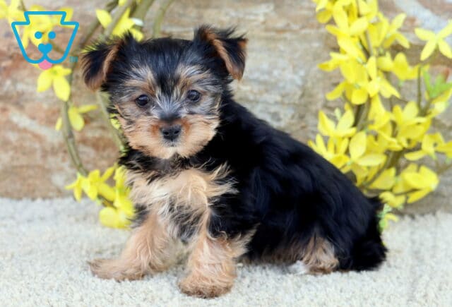 Zella Yorkie2 image