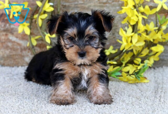 Zoey Yorkie image