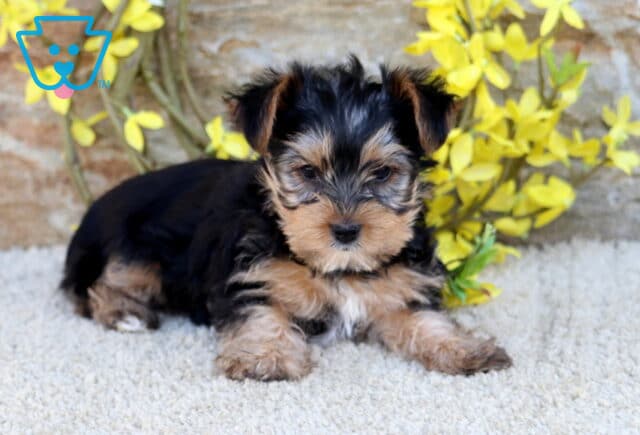 Zoey Yorkie2 image