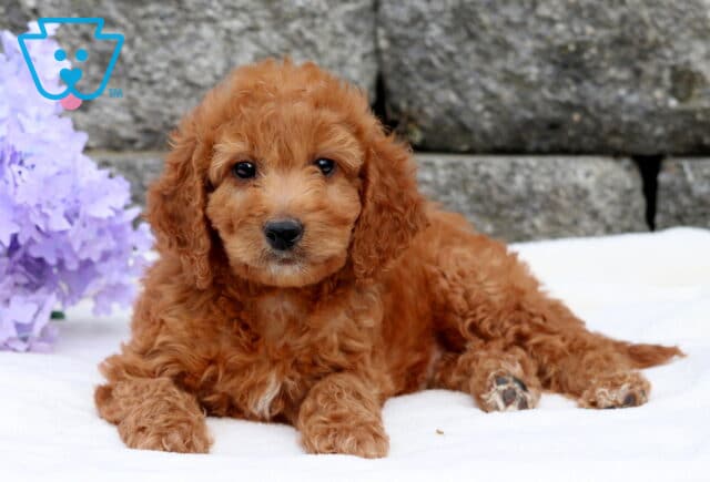 Mini Goldendoodle puppy with a deep red curly coat and a touch of white on the chest lying on a white surface with purple flowers and a stone wall in the background. image