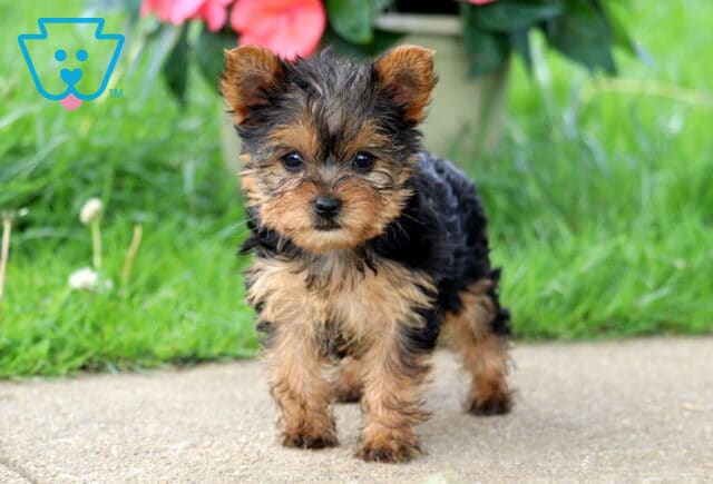 Annabell Yorkie image