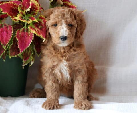 Fluffy Mini Goldendoodle puppy with apricot curls and white markings, sitting alertly beside a vibrant red and yellow plant.