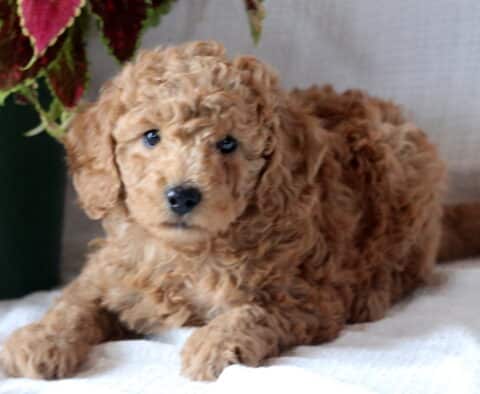 Adorable Mini Goldendoodle puppy with soft, curly apricot fur lying on a white surface near a leafy red and green potted plant.