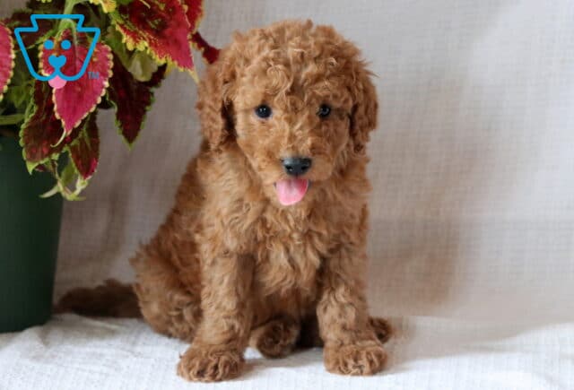 Mini Goldendoodle puppy with a curly reddish coat sits on a white blanket, sticking out its tongue playfully next to a potted plant with red and green leaves. image