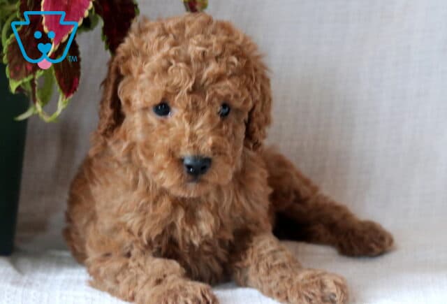 Mini Goldendoodle puppy with a fluffy, curly reddish-brown coat lies down on a soft white surface, gazing sweetly at the camera near a plant with colorful leaves. image