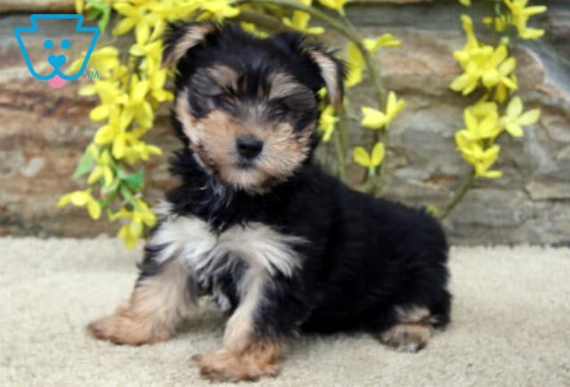 Adorable Yorkshire Terrier puppy with black and tan fur sitting on a cream surface in front of a stone wall adorned with yellow flowers. image