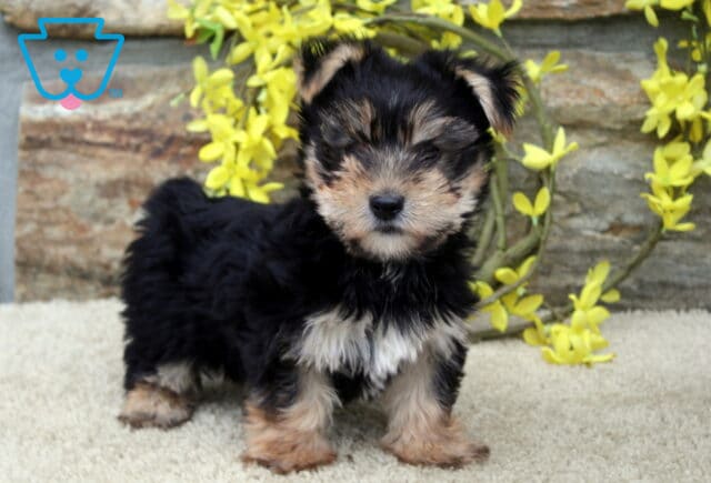 Fluffy Yorkshire Terrier puppy with tan eyebrows and chest, standing alert on a cream surface in front of a stone wall decorated with yellow blossoms. image