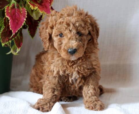 Fluffy Mini Goldendoodle puppy with rich apricot curls sitting on a white surface beside a colorful leafy plant.