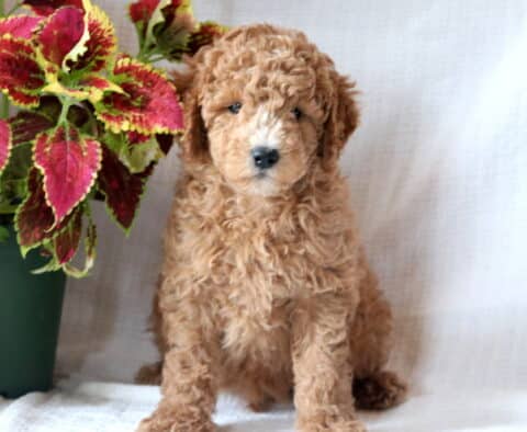 Curly-coated Mini Goldendoodle puppy with a white snout sits beside a vibrant red and green potted plant on a white background.