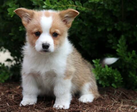Sweet-faced Corgi puppy with tan and white fur sitting on mulch, tail mid-wag and ears slightly tilted, framed by rich green bushes in the background.