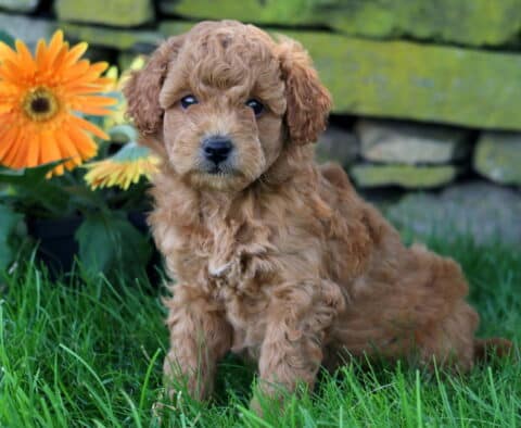 Light reddish Mini Goldendoodle puppy with soft curls sitting in the grass near bright orange daisies, backed by a mossy stone wall.