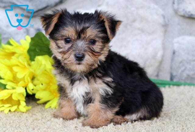 Tiny black and tan Yorkie puppy sitting upright on a cozy surface, framed by soft yellow flowers and a stone wall in the background. image