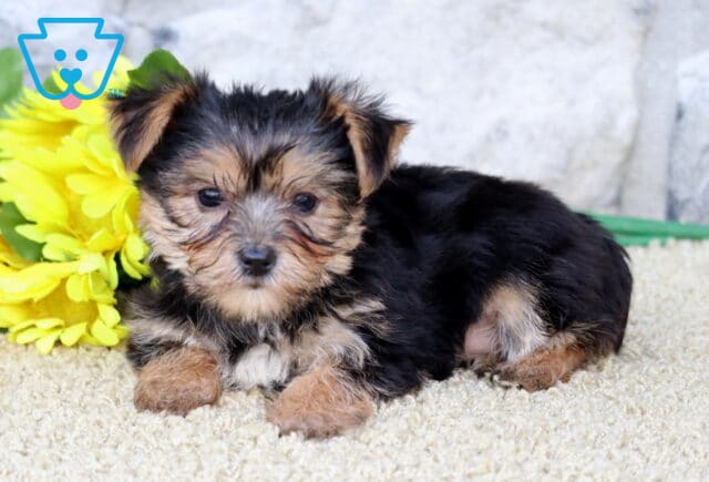 Cute black and tan Yorkie puppy lying down on a plush surface with yellow flowers nearby and a stone wall in the background, looking relaxed and content. image
