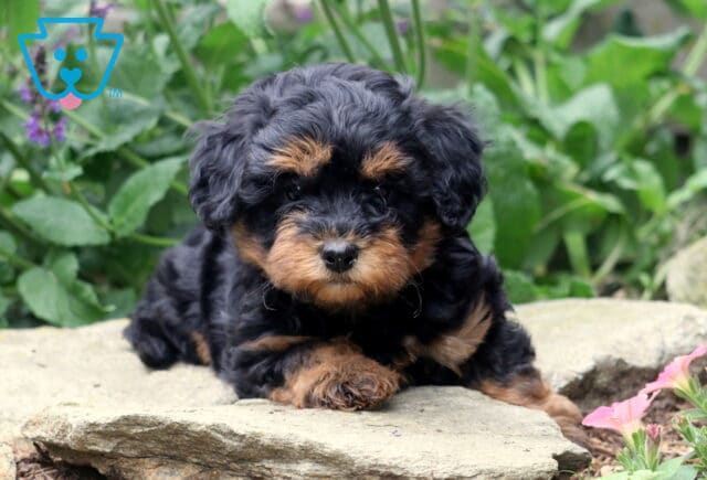 Adorable black and tan Havapoo puppy laying on a stone surface, surrounded by green foliage and pink flowers, gazing sweetly at the camera. image