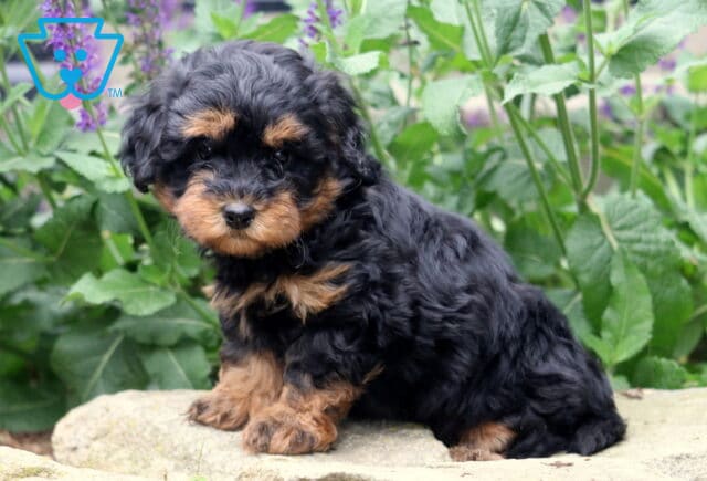 Curly-coated black and tan Havapoo puppy sitting on a flat rock, framed by lush green leaves and purple flowers, with a curious and gentle expression. image
