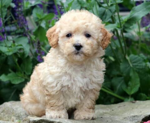 Fluffy cream and apricot Havapoo puppy sitting on a stone with a sweet expression, surrounded by vibrant greenery and purple flowers in the background.