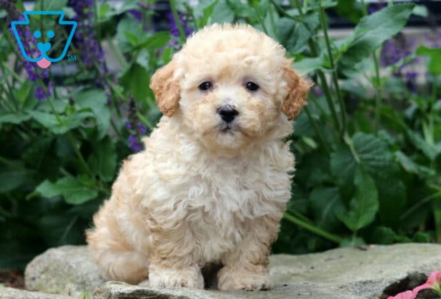 Fluffy cream and apricot Havapoo puppy sitting on a stone with a sweet expression, surrounded by vibrant greenery and purple flowers in the background. image