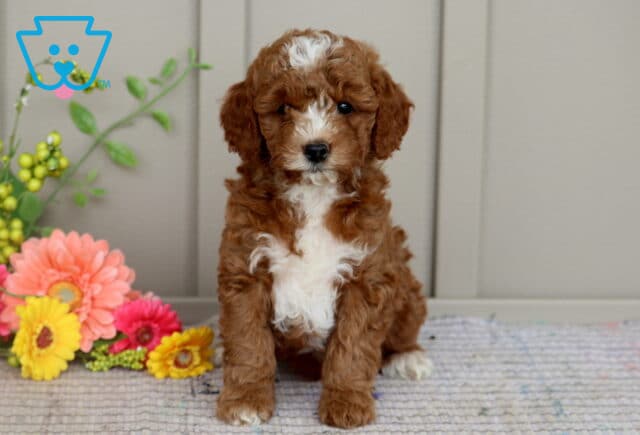Mini Goldendoodle puppy with a curly brown and white coat, featuring a wide white blaze down its chest and nose, sitting on a rug next to cheerful pink and yellow flowers. image