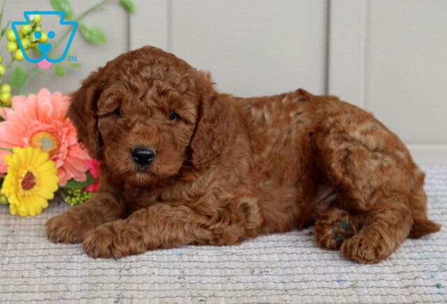 Mini Goldendoodle puppy with a rich, curly red coat lying down on a textured rug with bright pink and yellow flowers in the background. image