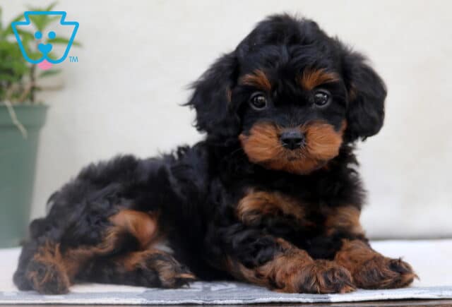 Fluffy black and tan Cavapoo puppy lying down on a white surface, looking up with big round eyes and a calm expression. image