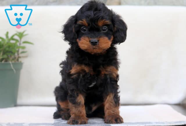 Adorable black and tan Cavapoo puppy sitting on a white surface with a sweet expression and fluffy, curly fur. image