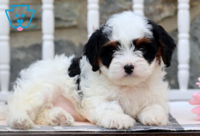 Tricolor Cavapoo puppy with fluffy white fur and black ears, lying down on a blanket in front of a white bench with a soft gaze. image