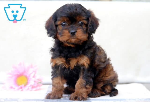Charming brown and tan Cavapoo puppy sitting on a white surface with a soft pink flower in the background, looking curiously at the camera. image