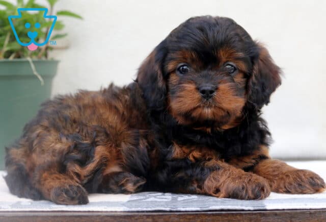 Sweet brown and tan Cavapoo puppy laying on a wooden surface, gazing up with gentle eyes and soft curly fur. image