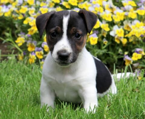 Black, white, and tan Jack Russell Terrier puppy sitting attentively in green grass with a colorful bed of yellow and purple flowers in the background.