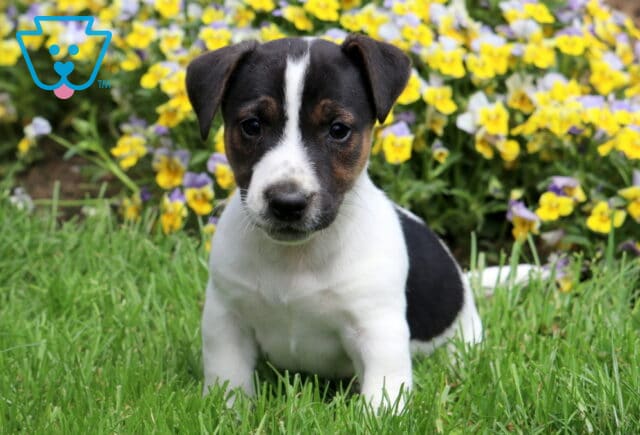 Black, white, and tan Jack Russell Terrier puppy sitting attentively in green grass with a colorful bed of yellow and purple flowers in the background. image
