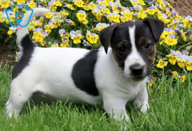 Energetic Jack Russell puppy standing in the grass with striking black and white markings and vivid yellow and purple flowers in the background. image