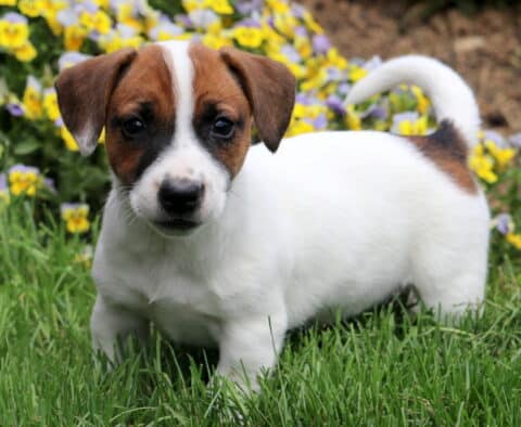 Adorable Jack Russell Terrier puppy standing on green grass with yellow and purple flowers in the background, looking directly at the camera.