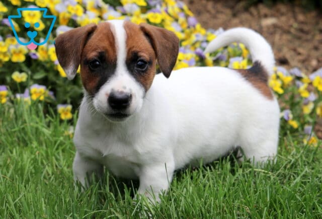 Adorable Jack Russell Terrier puppy standing on green grass with yellow and purple flowers in the background, looking directly at the camera. image