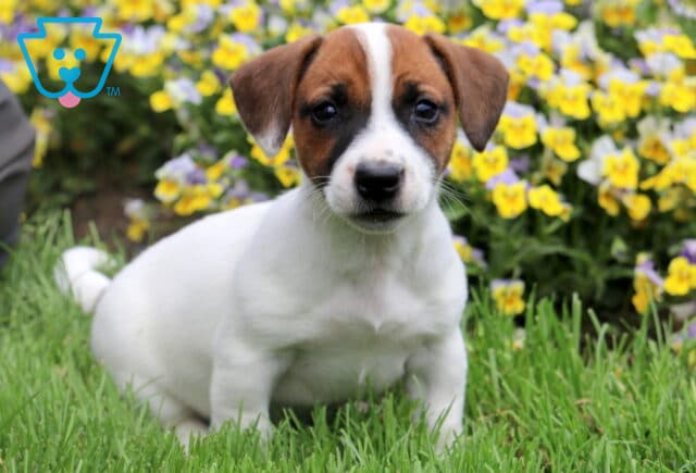Cute Jack Russell Terrier puppy sitting in grass with vibrant yellow and purple flowers behind, gazing sweetly and the camera. image