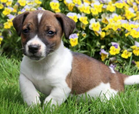 Playful Jack Russell Terrier puppy lying in green grass with a coat of white and brown, surrounded by blooming yellow and purple flowers.