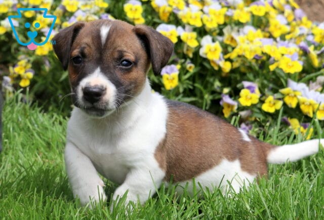 Playful Jack Russell Terrier puppy lying in green grass with a coat of white and brown, surrounded by blooming yellow and purple flowers. image