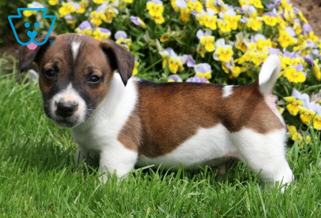 Brown and white Jack Russell puppy standing alert in green grass with a backdrop of yellow and purple flowers. image