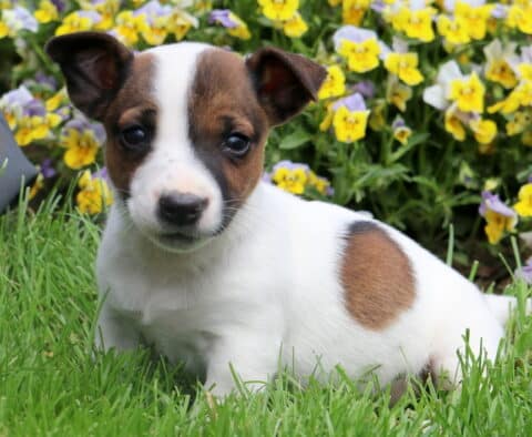 Sweet Jack Russell Terrier puppy lying in the grass with a white coat and brown spot on its side, surrounded by a colorful bed of yellow and purple flowers.