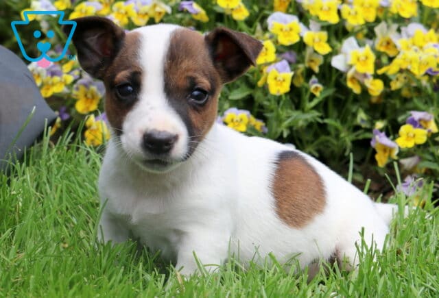 Sweet Jack Russell Terrier puppy lying in the grass with a white coat and brown spot on its side, surrounded by a colorful bed of yellow and purple flowers. image