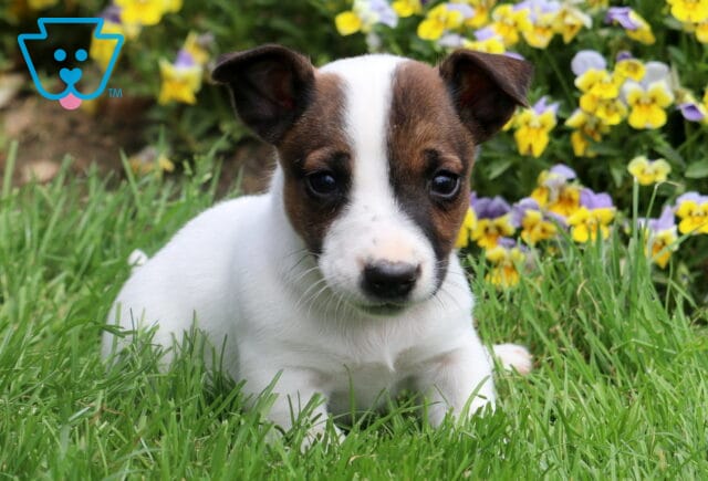 Adorable Jack Russell puppy resting in the grass with a white coat and brown face markings, framed by yellow and purple flowers. image